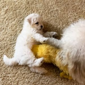 Meet your Posher, Anastasia